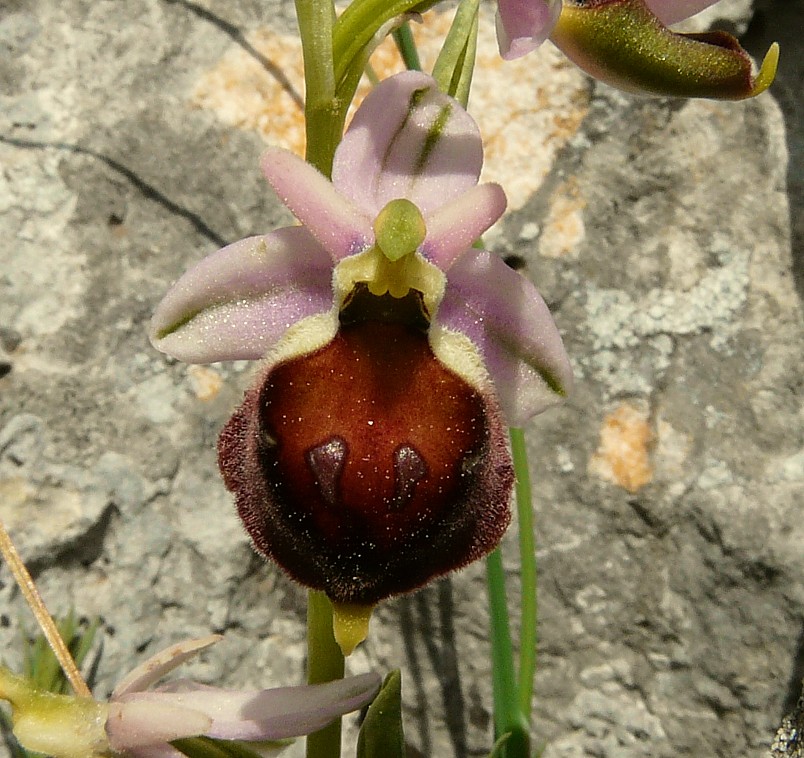 Ophrys biscutella